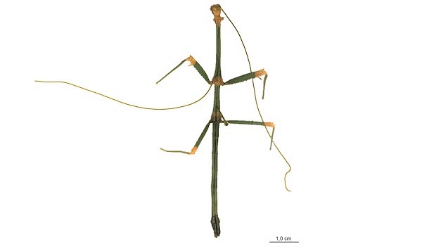 Phasmatodea