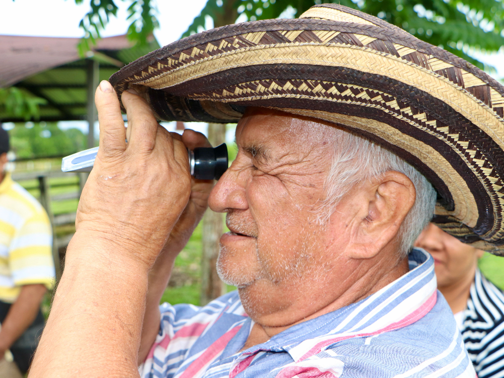 Evaluación Fitosanitaria E Índices De Madurez De La Variedad De Caña CC 93 7711, Una Práctica Participativa Con Los Productores En Caquetá7 AGROSAVIA