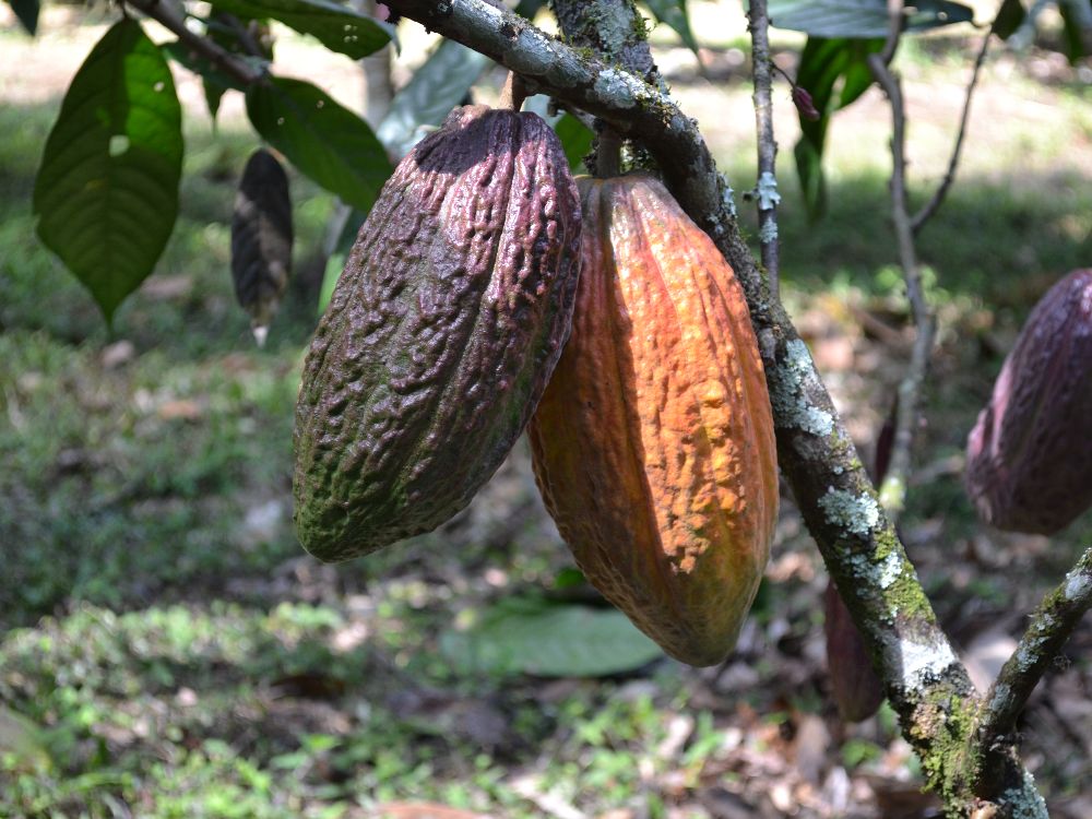 Variedad De Cacao TCS06 C.I. La Selva AGROSAVIA