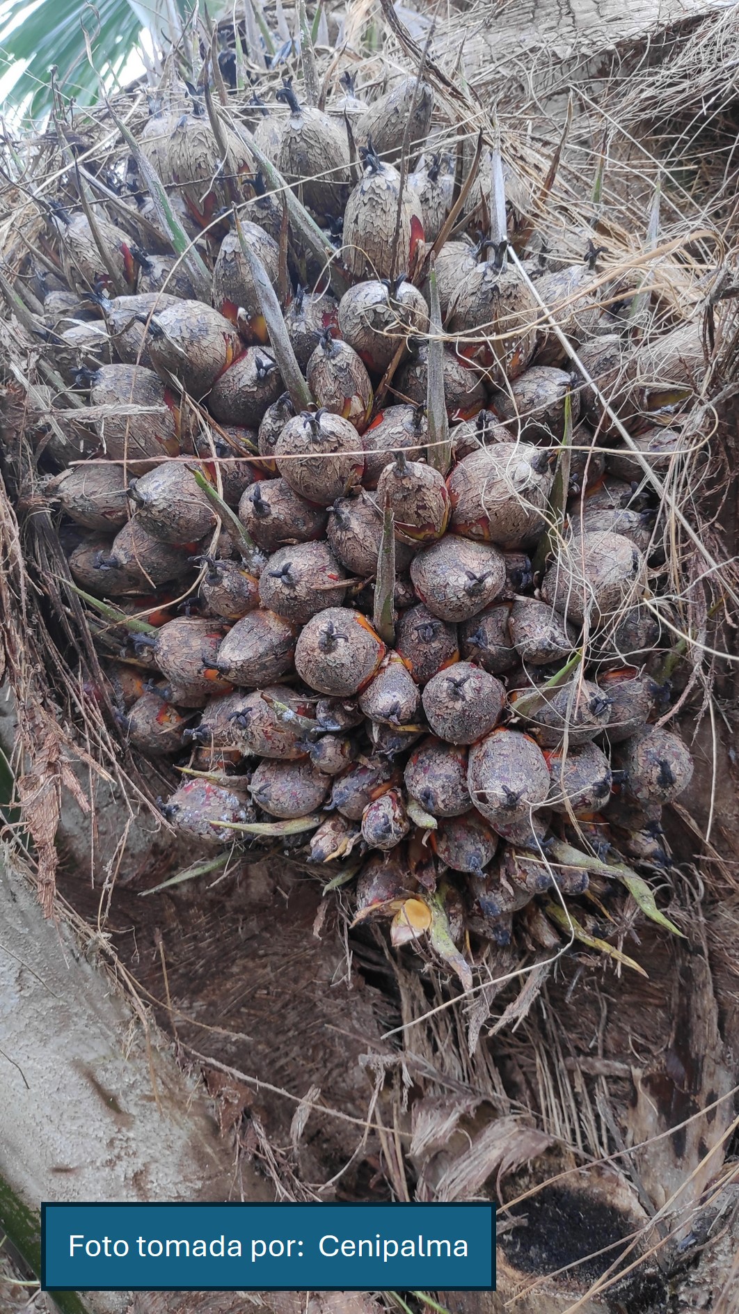 Biocontrolador Ecotispa®