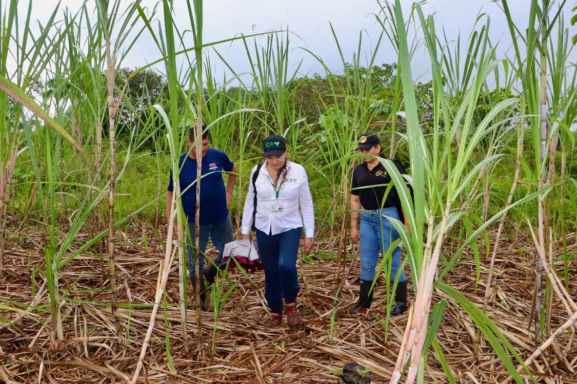 Plan Semilla Caña Certificación4 AGROSAVIA