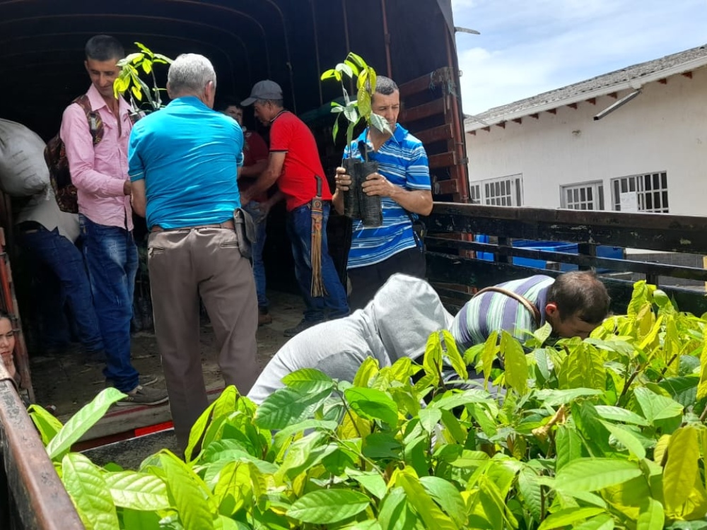 AGROSAVIA Entregó 2 Mil Árboles Maderables Y 40 Mil Plantas De Cacao En El Catatumbo4 AGROSAVIA