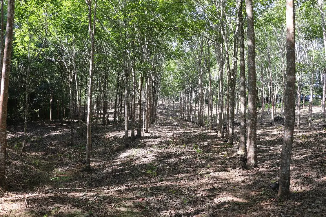 AGROSAVIA strengthens Colombia’s rubber production system