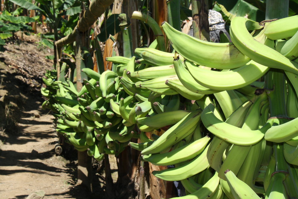 convocatoria para asociaciones productoras de plátano del PNS