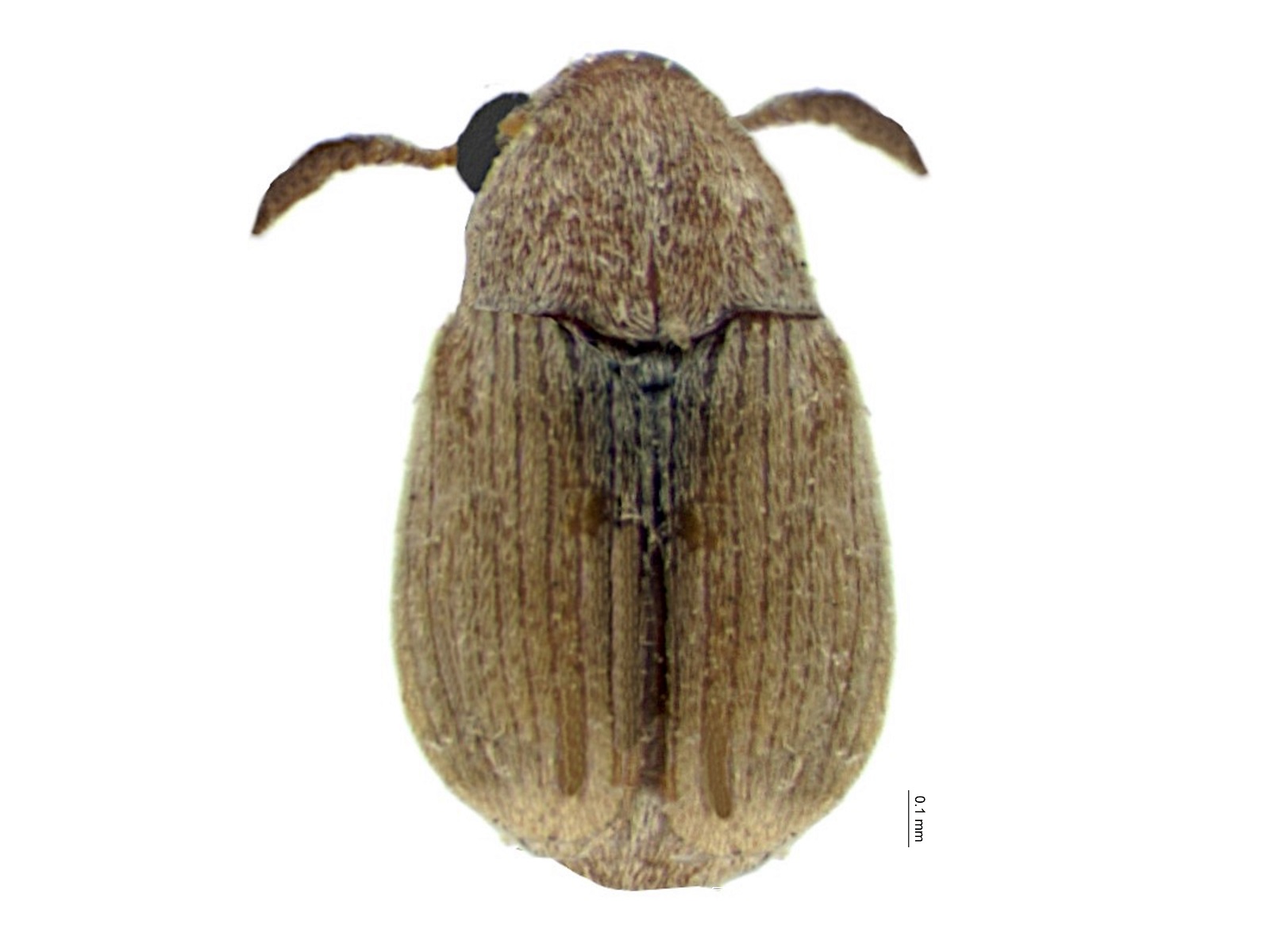 Acanthoscelides caroni Johnson, 1990