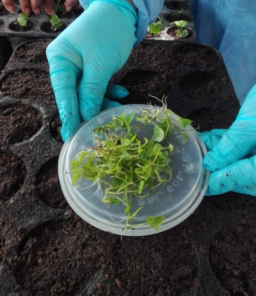 Protocolo para la producción de plantas in vitro de alta calidad de ñame