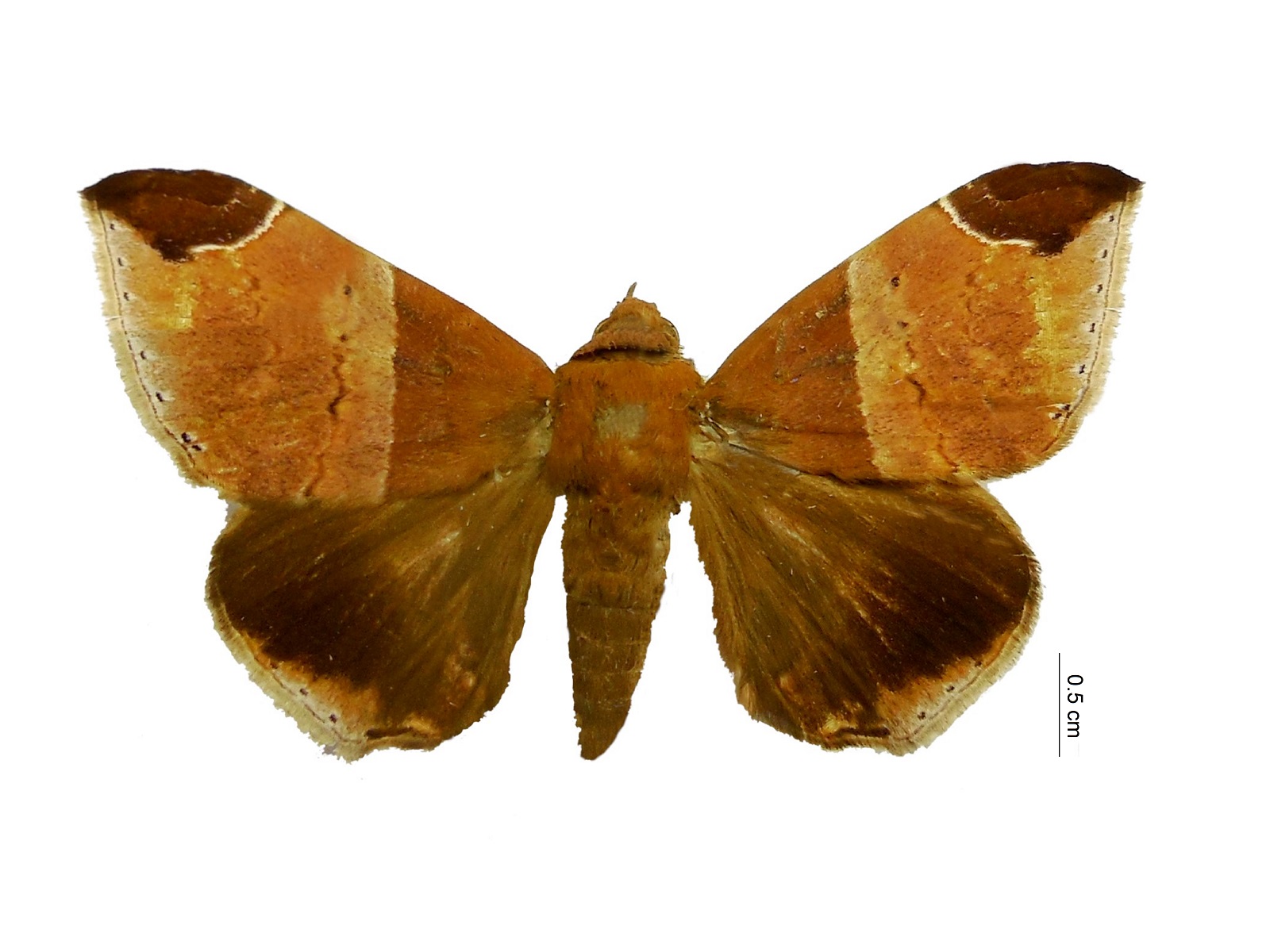 Ophisma nobilis Schaus, 1911  