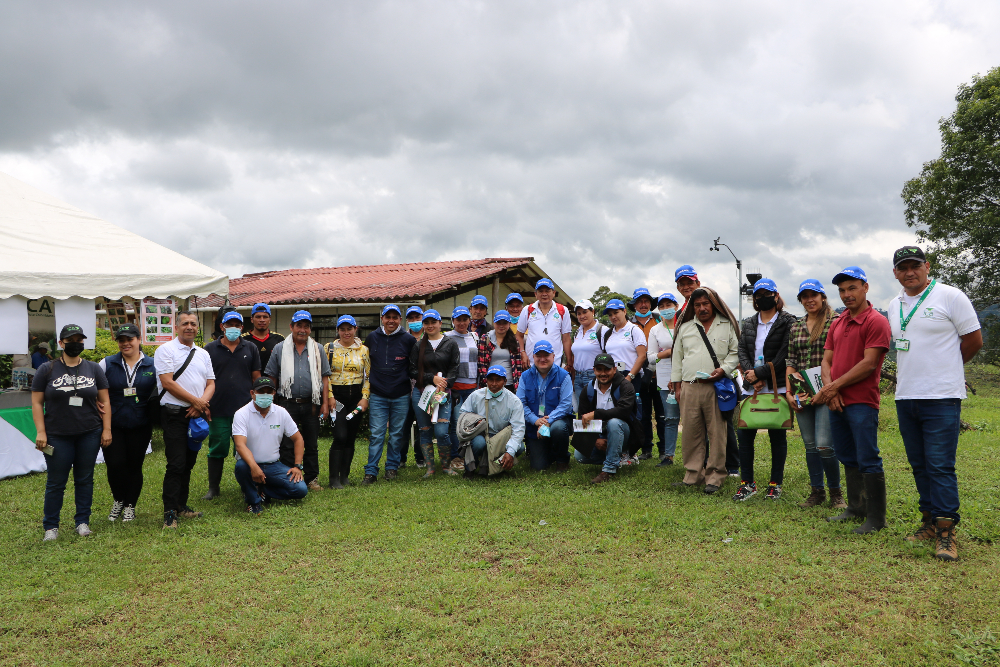 El aguacate Hass en Cauca será más productivo, gracias a tecnologías AGROSAVIA