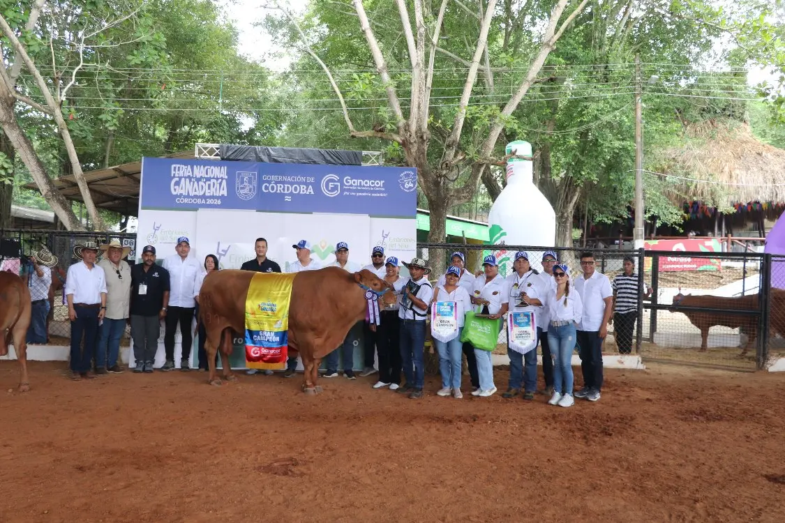 AGROSAVIA, brilla nuevamente con la raza criolla Romosinuano