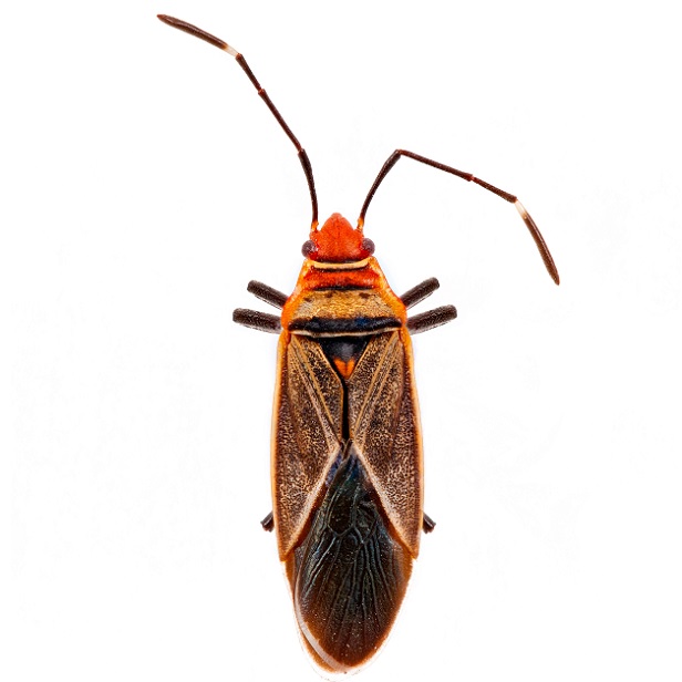 Pyrhocoridae 616