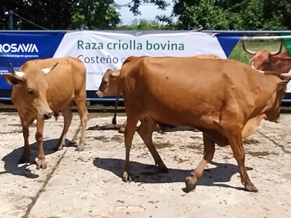 El Centro Investigación Motilonia realiza subasta de animales de descarte raza Criolla Costeño con Cuernos 
