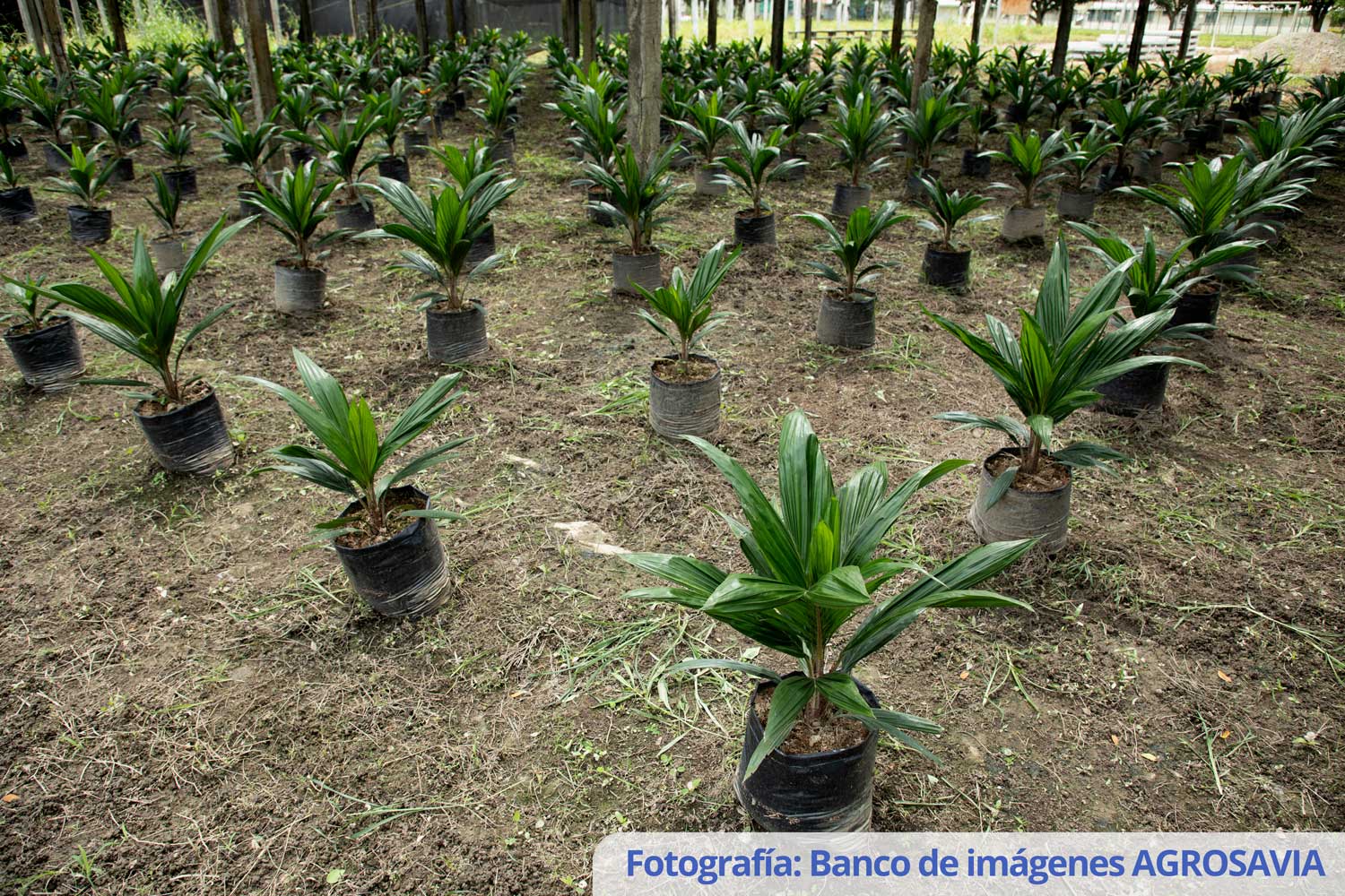 Banco De Imágenes AGROSAVIA (3)