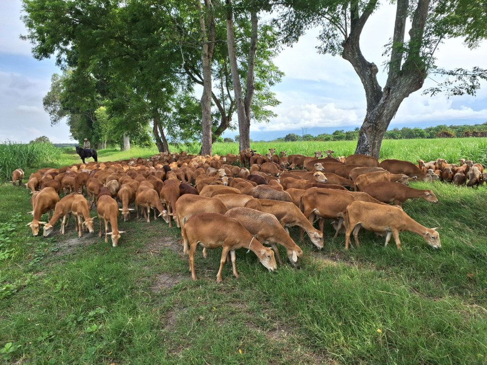 El Valle del Cauca se destaca por la producción de ovinos y caprinos bajo el enfoque agroecológico e integrado con la agricultura