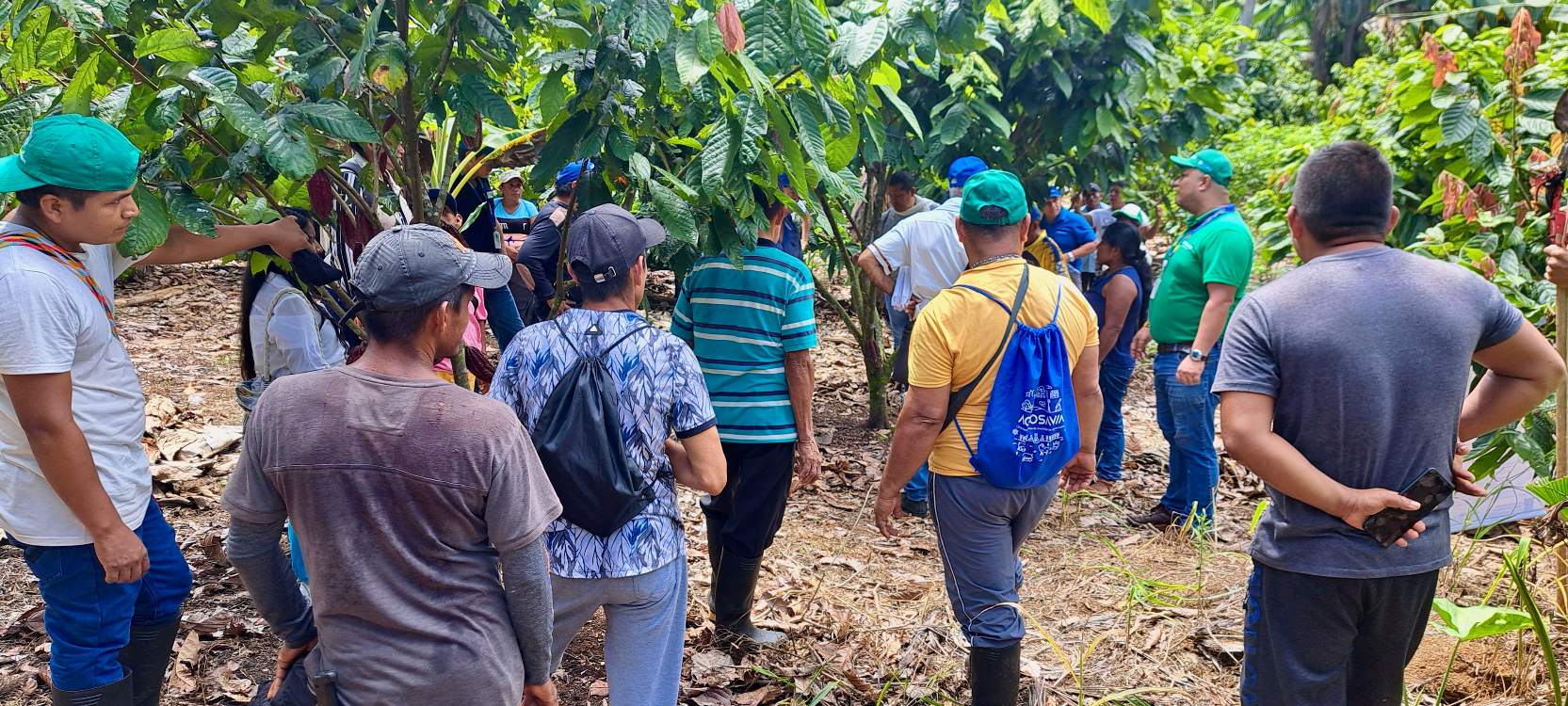 Productores Del Plan De Vinculación Territorial Putumayo Fase II3 AGROSAVIA