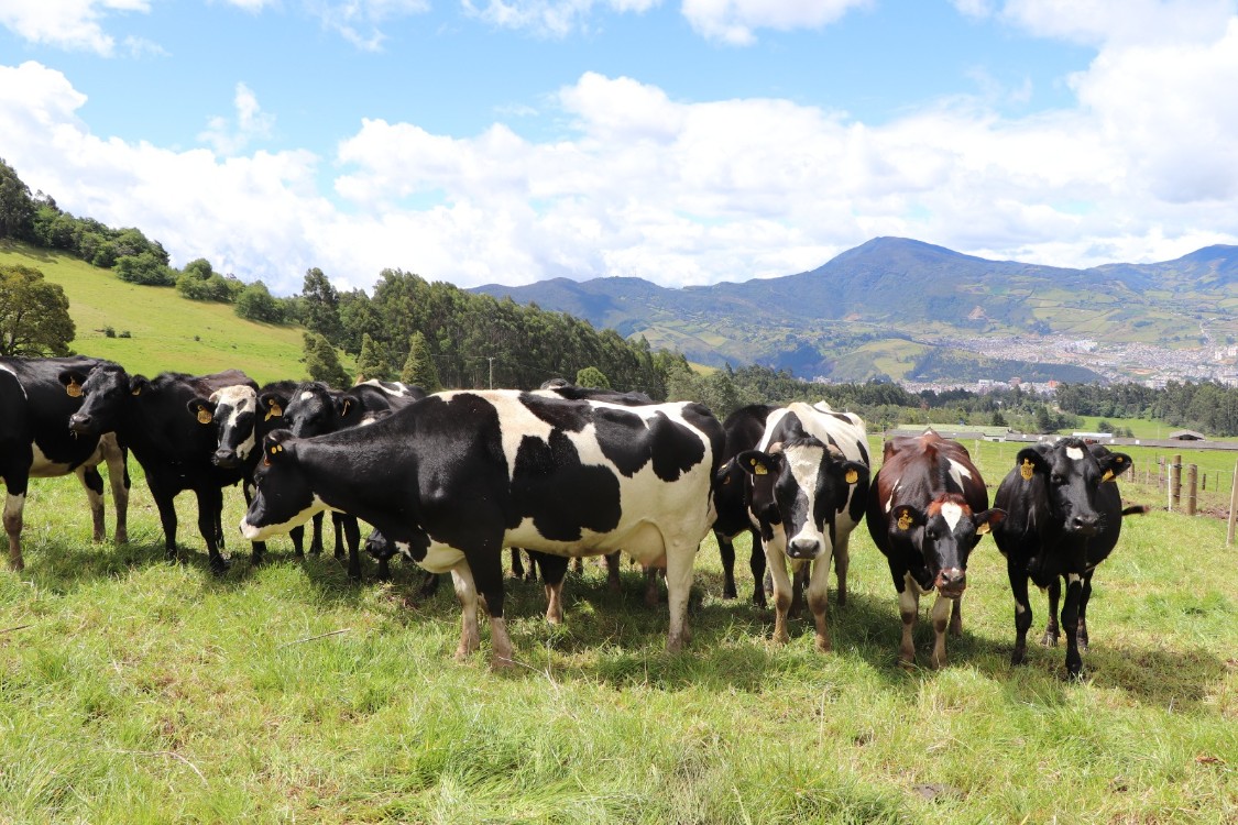 Un “canto” por el bienestar animal bovino. Ciencia para la ganadería en el trópico alto