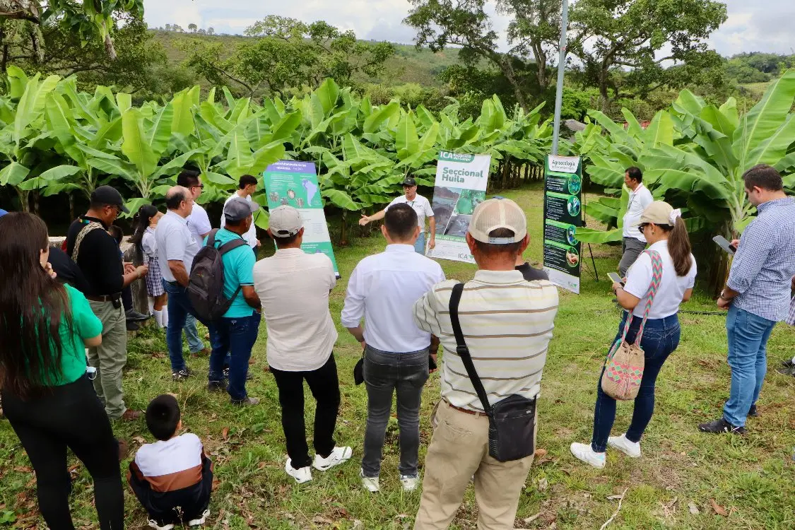 The seed and the future: A new root for Tello