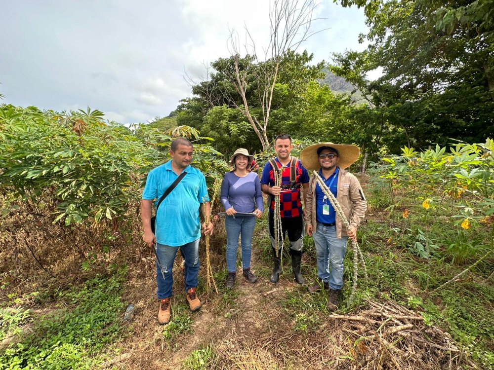 Avanza la Fase II del proyecto Yuca País con productores del departamento del Cesar