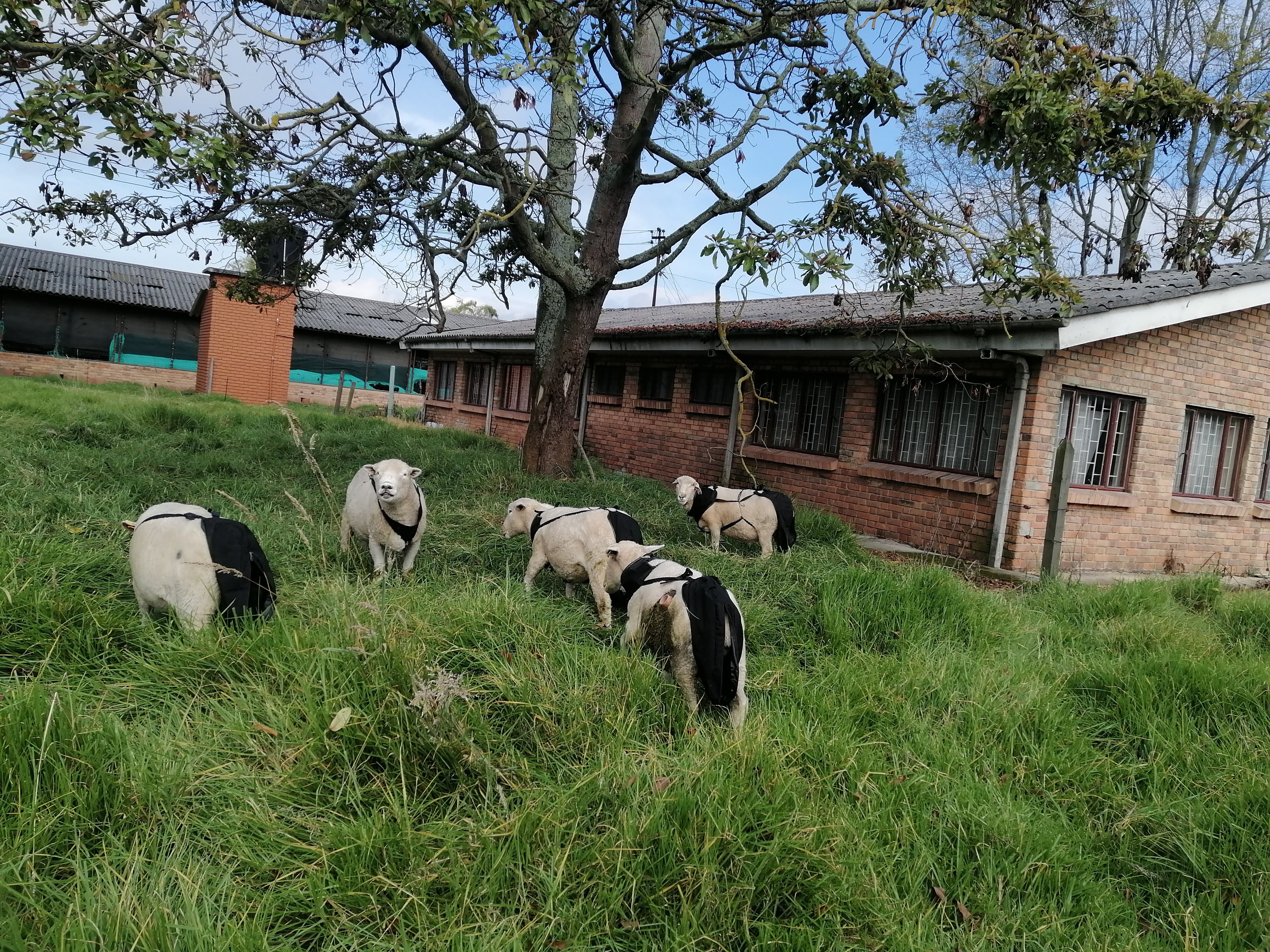 Imagen 12. Ensayo Consumo Ovinos 5 1