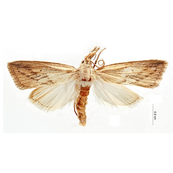 Crambidae