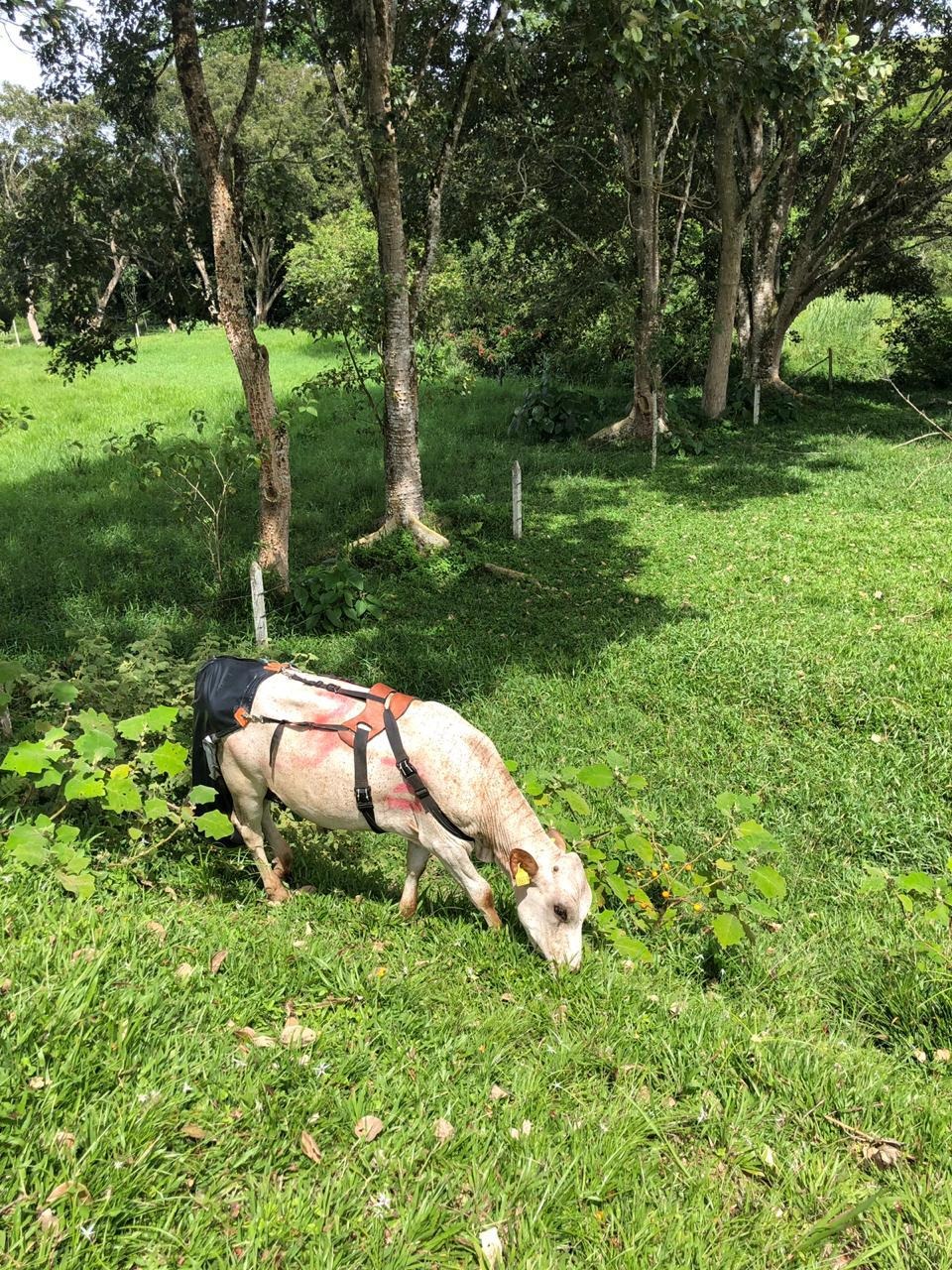 Imagen 21. Ensayo Marcadores BON 8 1