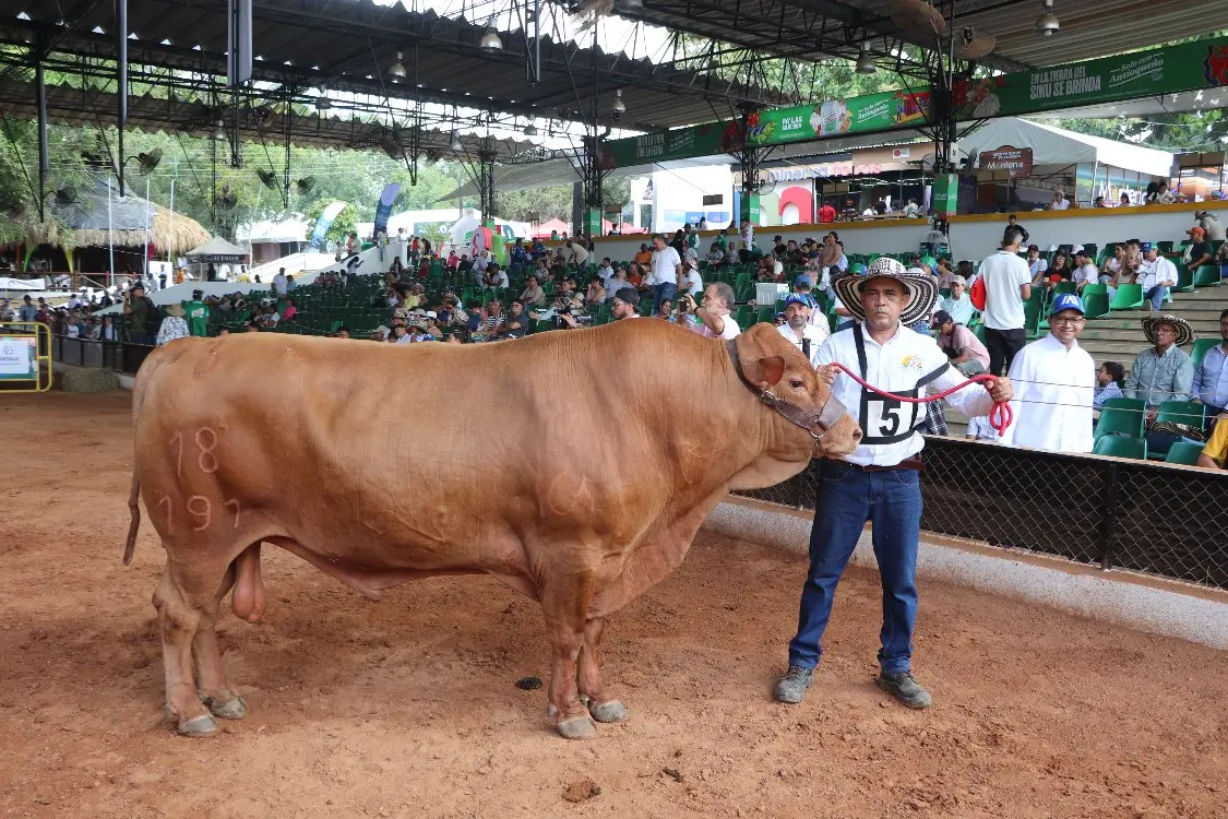 Turipaná 'El Jefe', El Gran Campeón Romosinuano Del Primer Juzgamiento Nacional De La Raza Romosinuano3 Fotor Webp