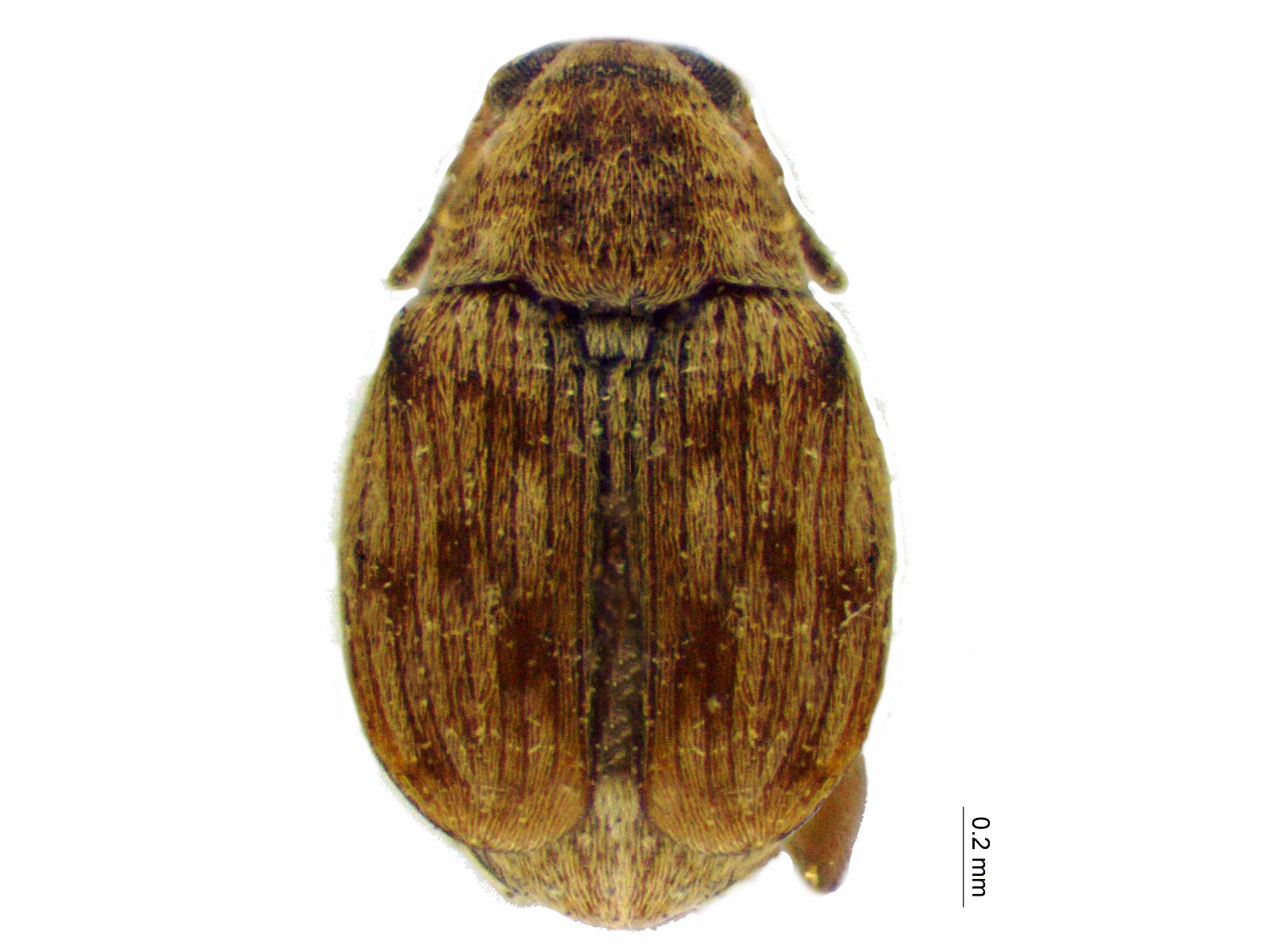 Acanthoscelides zulia Johnson, 1990 