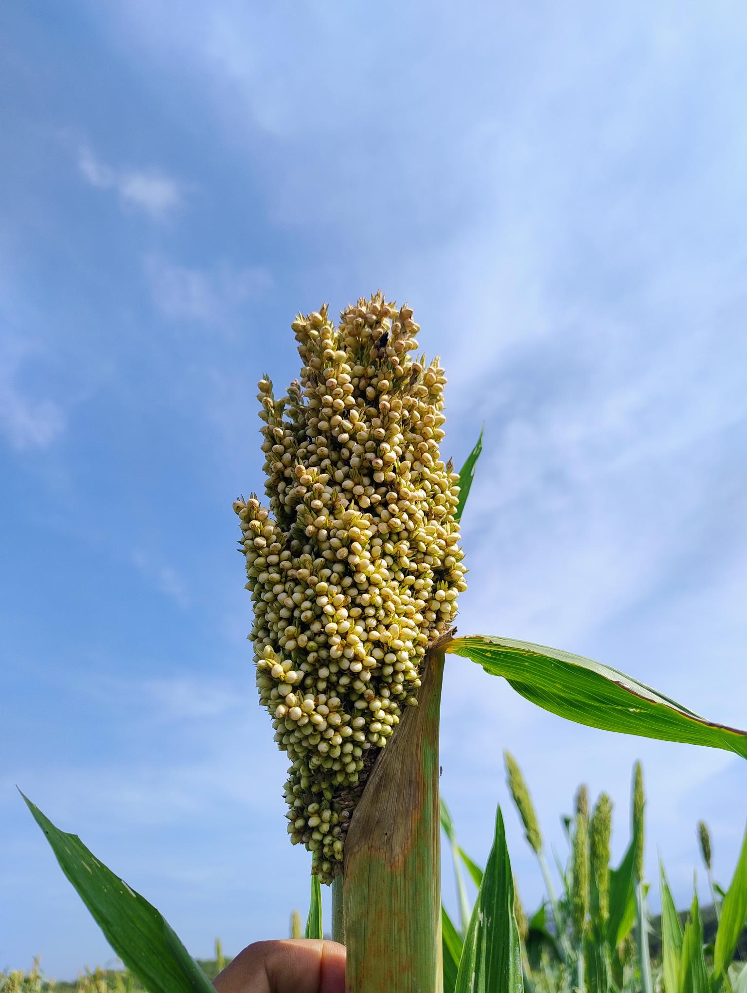 Panoja De Sorgo Dulce Forrajero Laura Restrepo