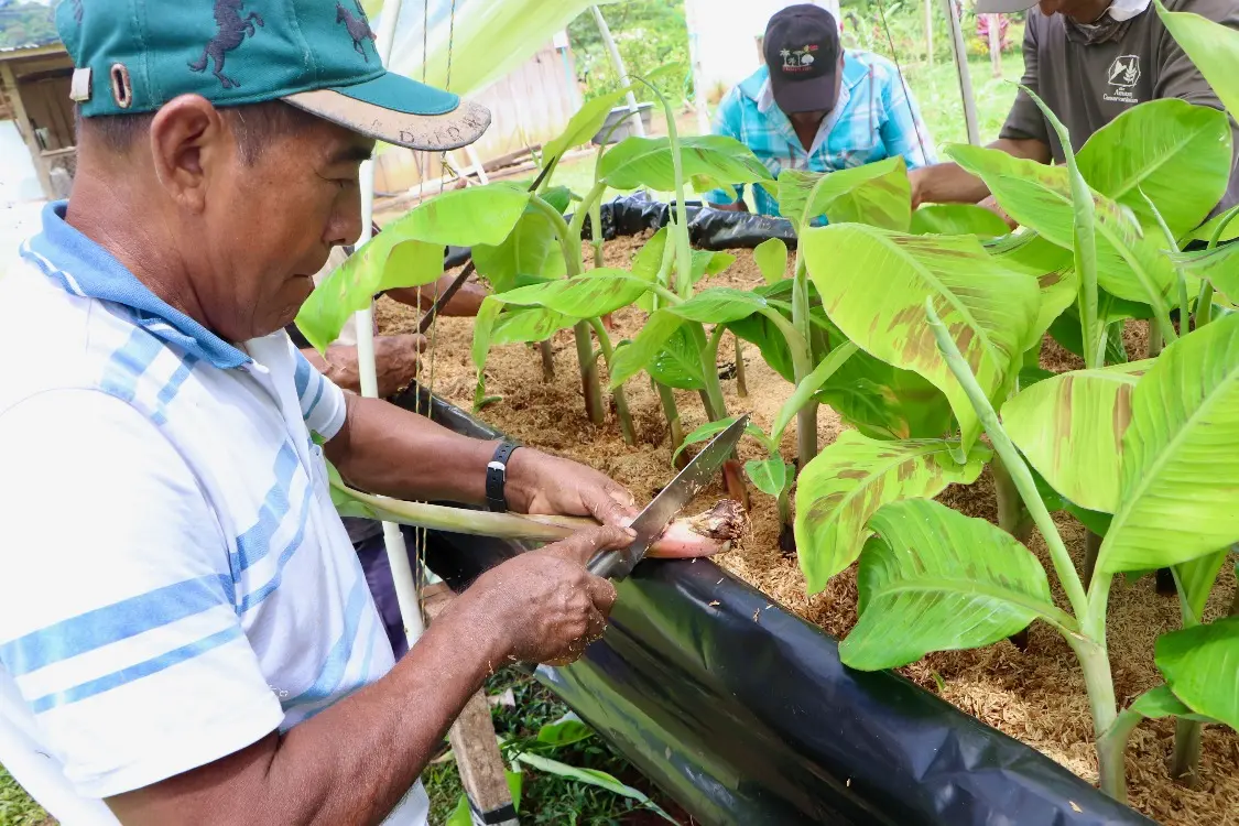 La Savia De La Tierra3 Fotor Webp