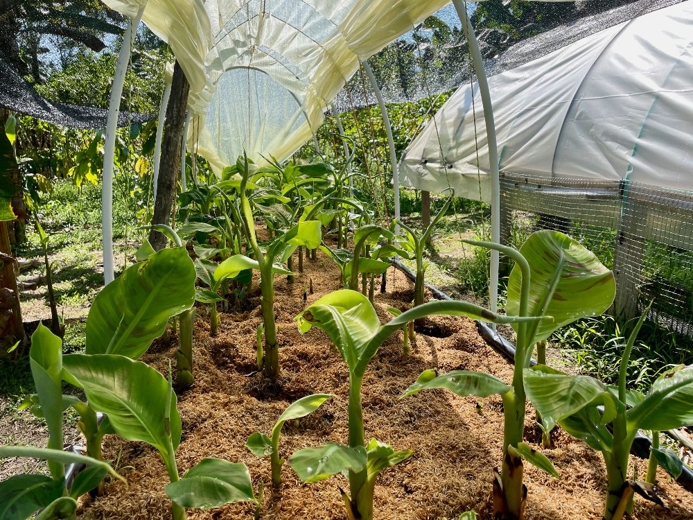 Putumayo Cosecha De Rebrostes2 AGROSAVIA
