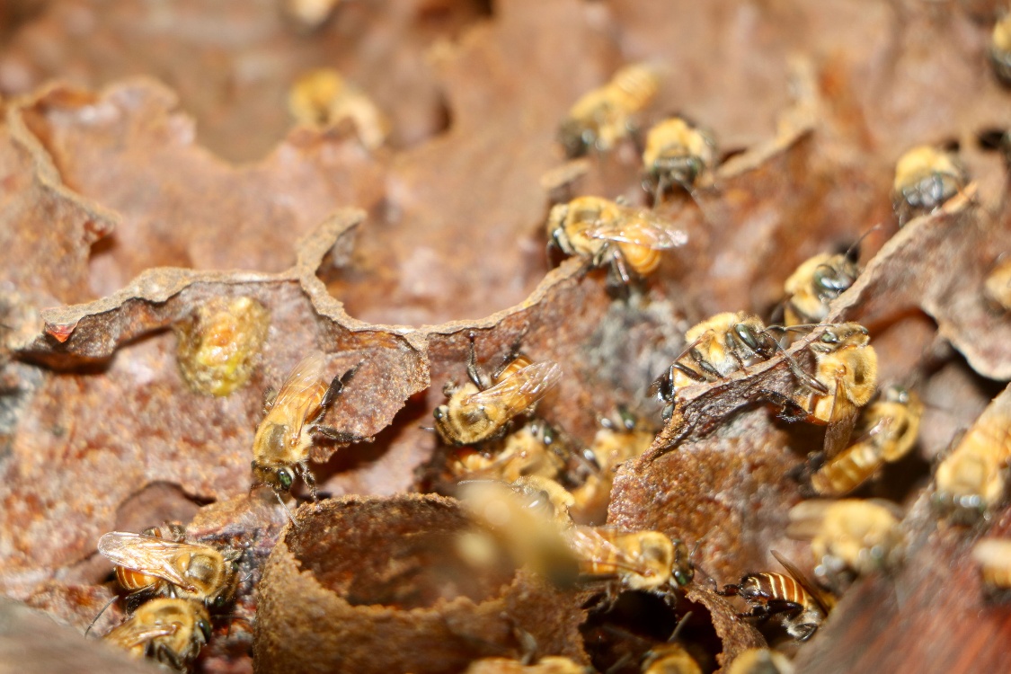 Polinizando Las Nuevas Generaciones2 Fotor