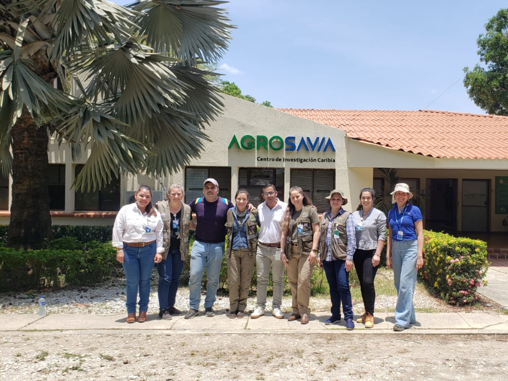 Colombia y Paraguay intercambian experiencias en manejo de Fusarium R4T en banano