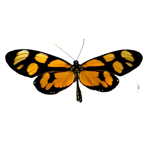 Xanthocleis aedesia (Doubleday, 1847) 