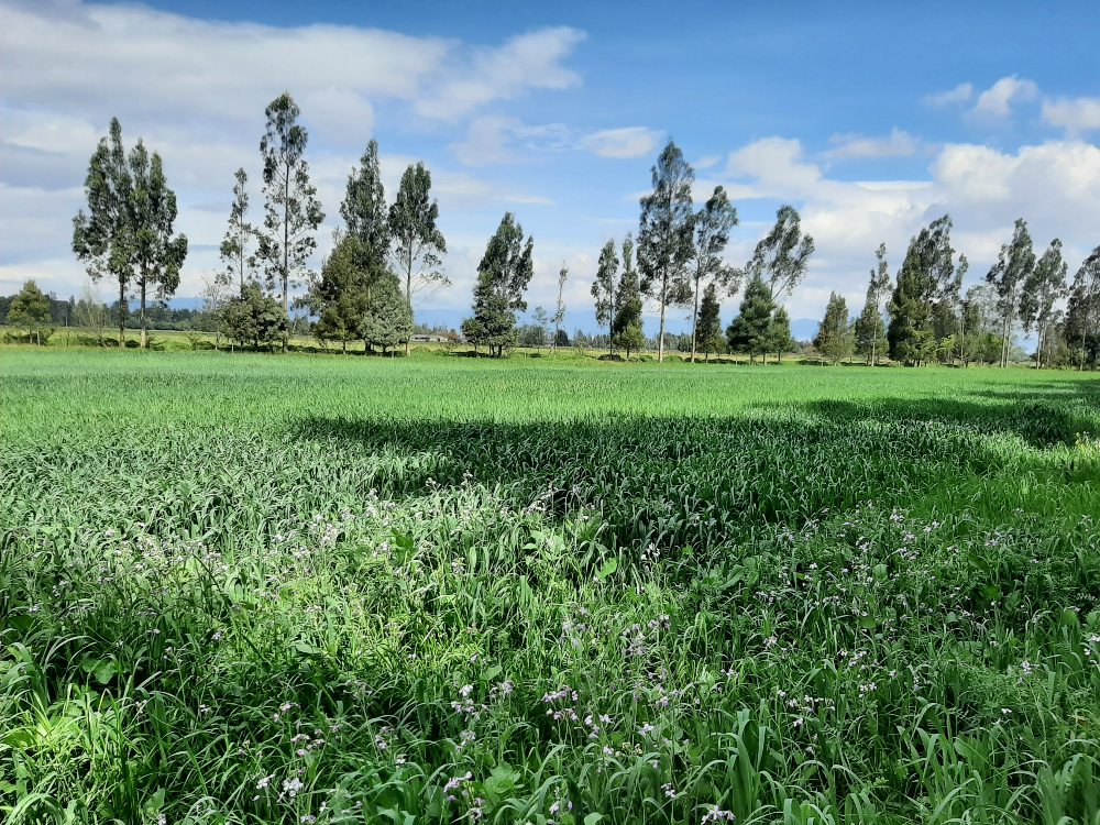 Lote 41 Desarrollo Del Cultivo Def