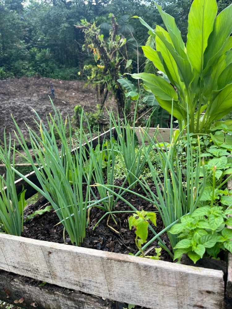 Relato De La Colombia Profunda Desde El Proyecto Jóvenes Rurales En López De Micay5 AGROSAVIA