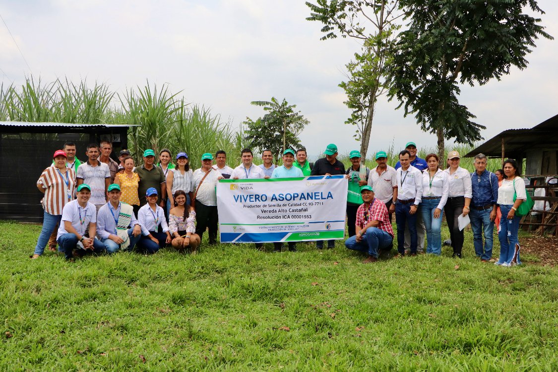 AGROSAVIA apoya productores ASOPANELA en la obtención de un Registro ICA, como productores y comercializadores de semilla de caña seleccionada para panela
variedad CC93-7711
