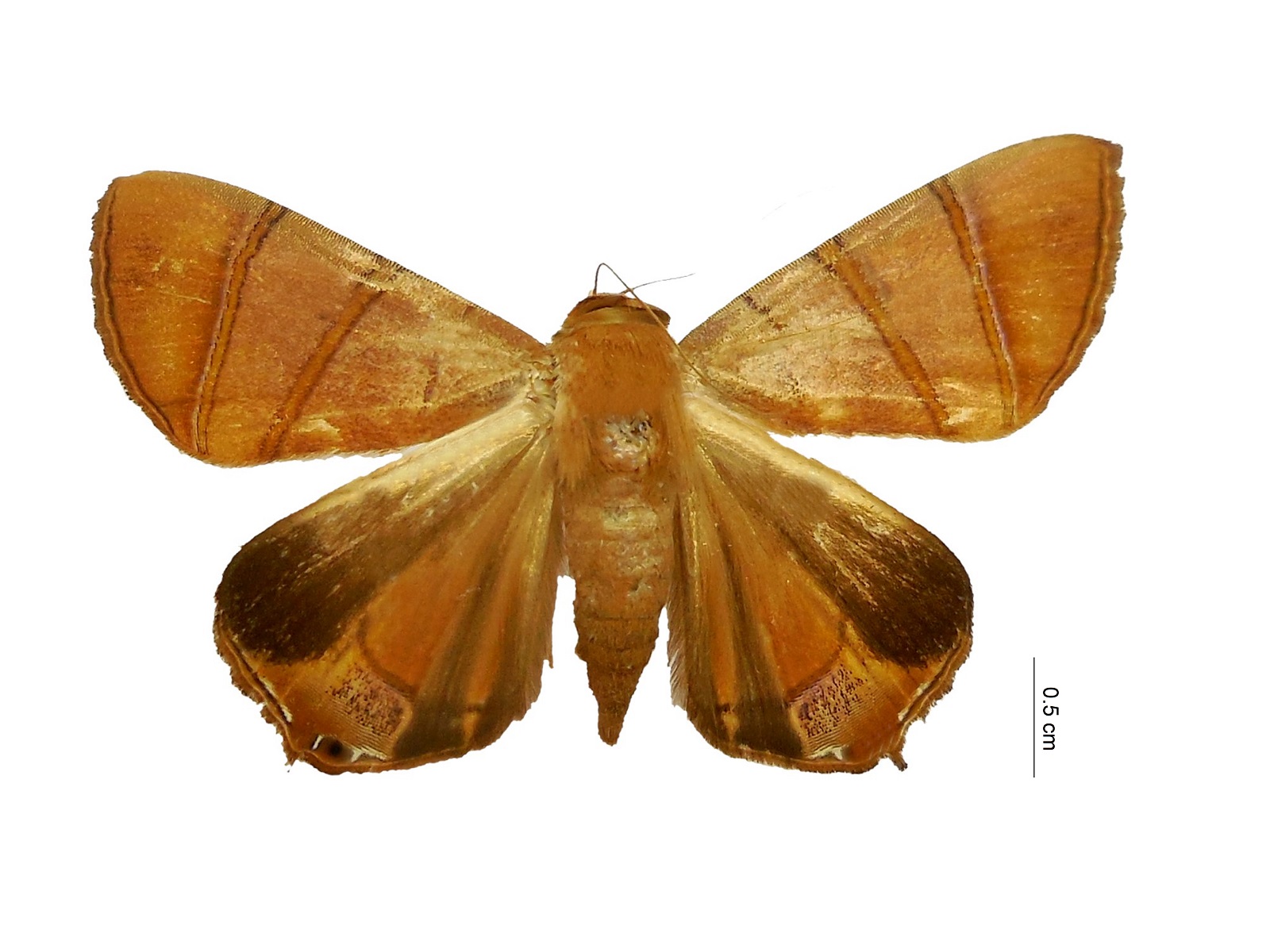 Eulepidotis superior (Guenée, 1852) 