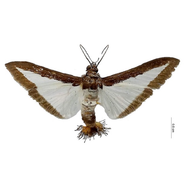 Diaphania Hyalinata 616