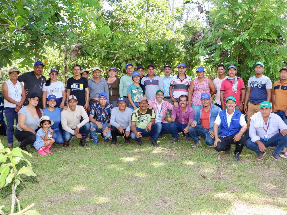 Cosecha de rebrotes de semilla de plantas madre élite de plátano