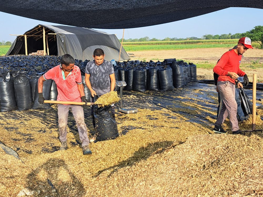 Ensilaje de sorgo y maíz entregado a ganaderos de la zona Caribe