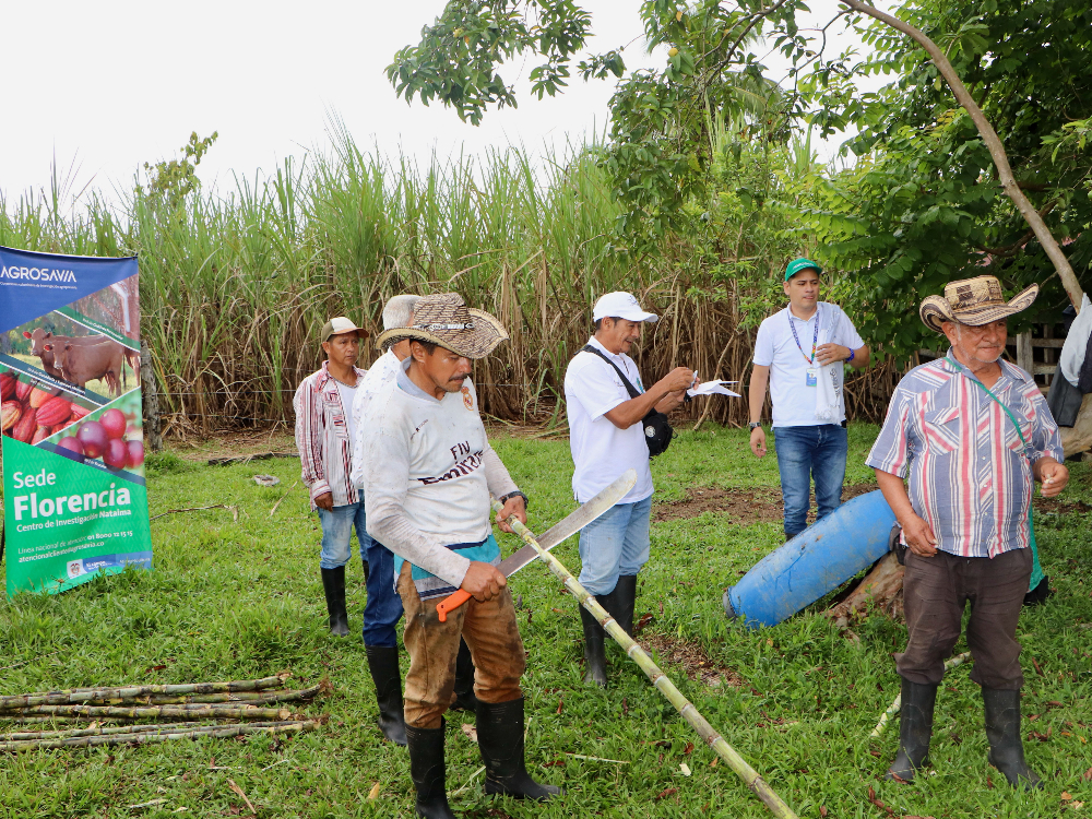 Evaluación Fitosanitaria E Índices De Madurez De La Variedad De Caña CC 93 7711, Una Práctica Participativa Con Los Productores En Caquetá8 AGROSAVIA