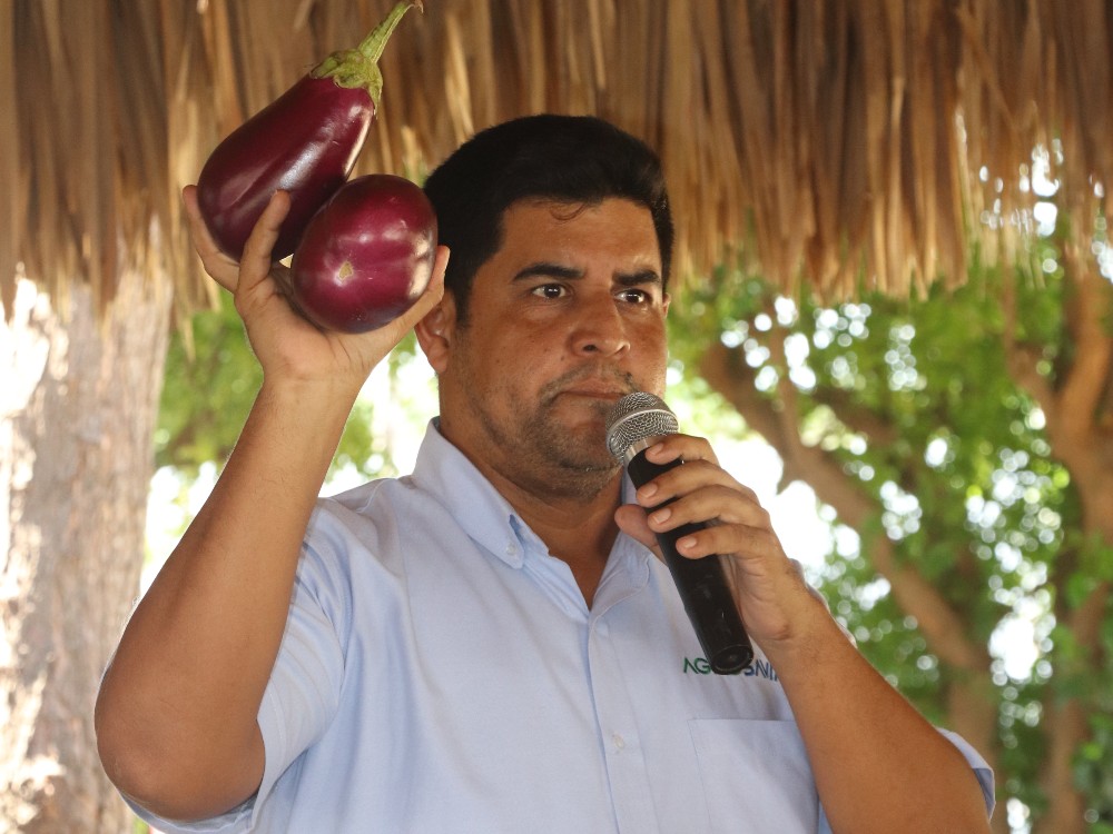 AGROSAVIA Impulsa Variedades De Berenjena En Magdalena Y Atlántico5 AGROSAVIA