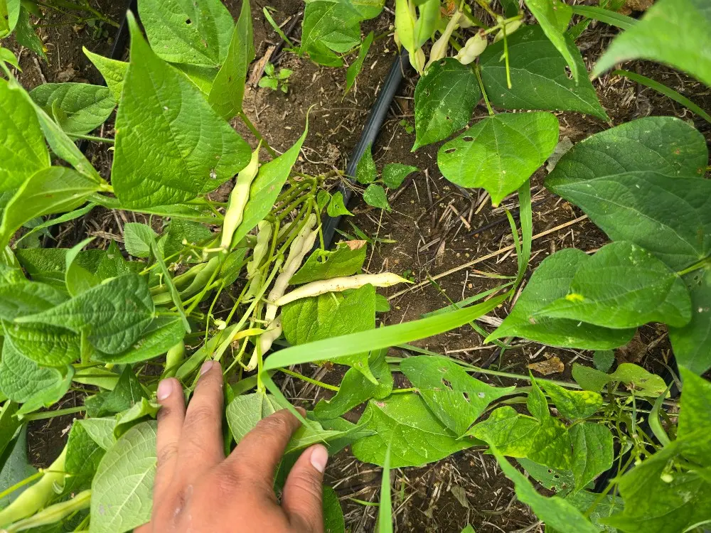 Frijol Kolfaci3 Fotor Webp