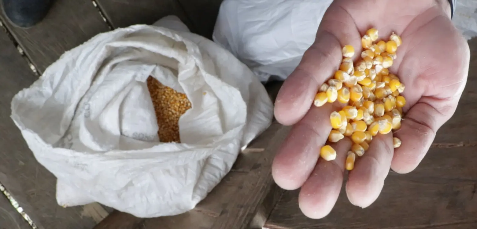 AGROSAVIA Fortalece La Soberanía Alimentaria Del Pueblo Emberá Tarena2 Fotor Webp