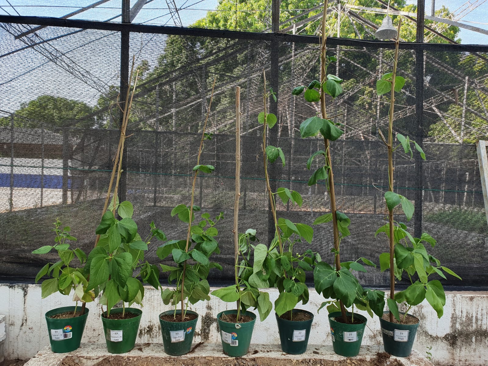 AGROSAVIA Vincula A Su Primer Becario Postdoctoral En Investigación Que Busca Aumentar La Producción De Frijoles En El Cesar3