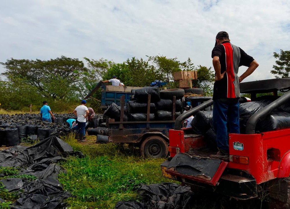 Ensilaje En El Caribe Seco2 AGROSAVIA