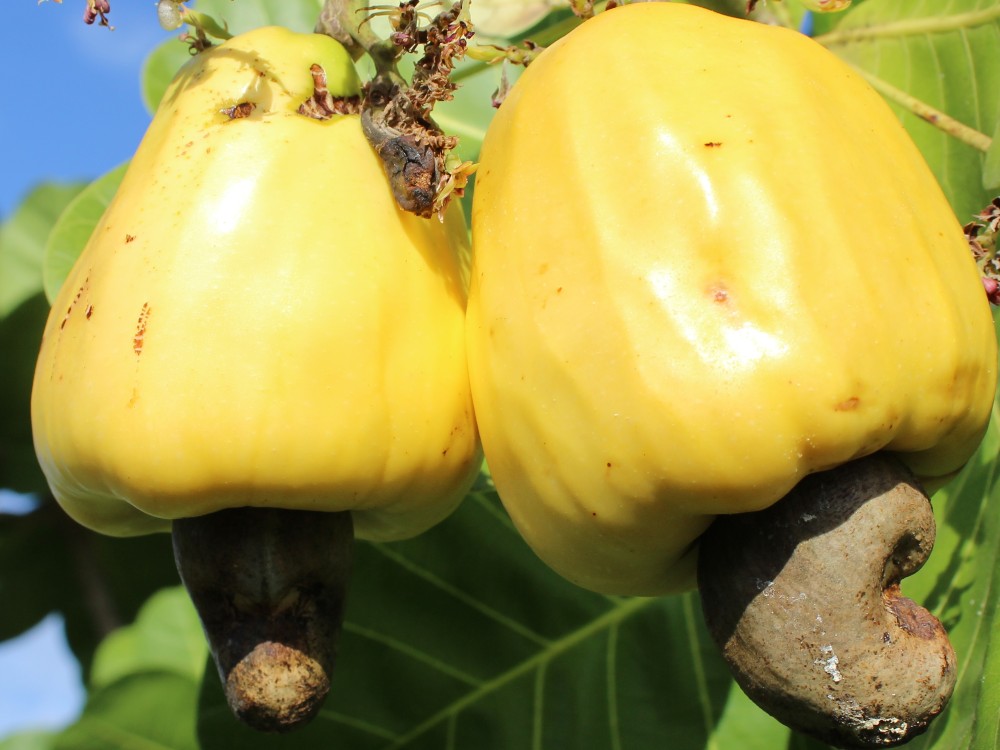 El marañón, cultivo y agronegocio con una excelente proyección para el desarrollo del campo colombiano