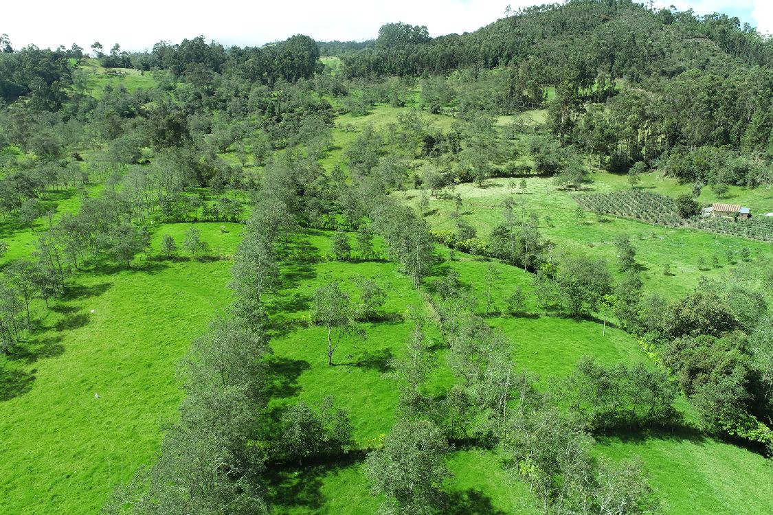 Nuevo Manual Revela El Rol Vital De Árboles Y Arbustos En La Ganadería Del Trópico Alto 6 AGROSAVIA