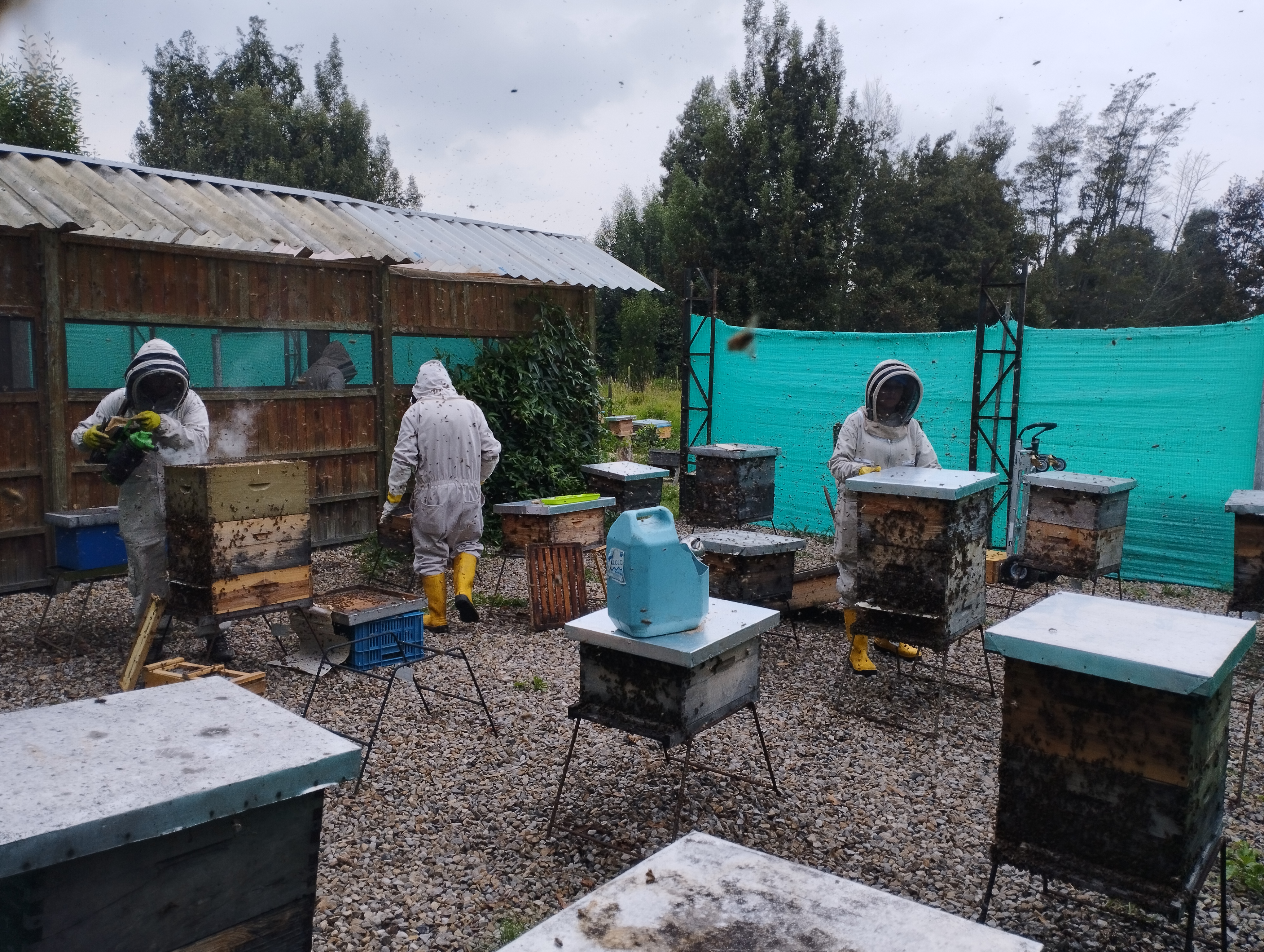 Protocolo para producción de abejas reina de Apis mellifera