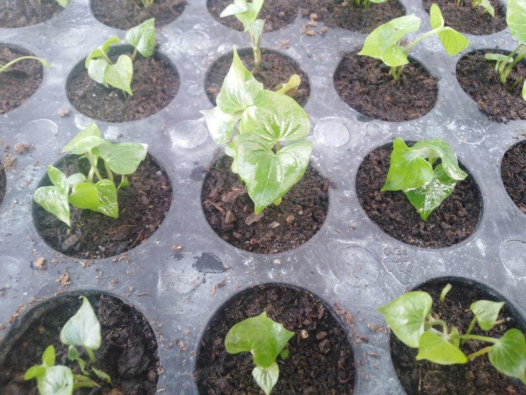 Foto. Plantas In Vitro Sembrada En Bandeja