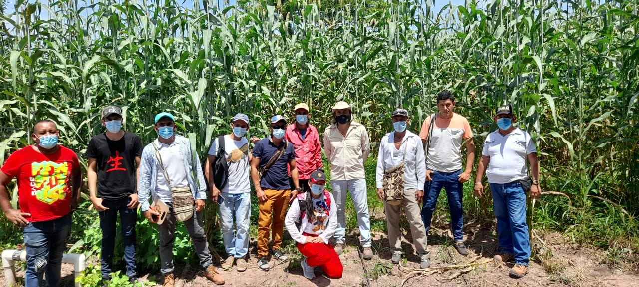 Productores del caribe y santaderes resaltan los avances de AGROSAVIA